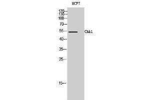 Western Blotting (WB) image for anti-Checkpoint Kinase 1 (CHEK1) (Ser2484) antibody (ABIN3179949) (CHEK1 Antikörper  (Ser2484))