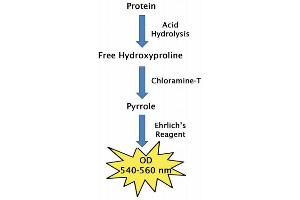 Assay Principle (Hydroxyproline Assay Kit)