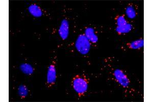 Proximity Ligation Analysis of protein-protein interactions between AKT1 and NOS3. (ENOS Antikörper  (AA 61-160))