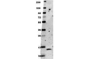 Image no. 1 for anti-Brain-Derived Neurotrophic Factor (BDNF) antibody (ABIN1100212) (BDNF Antikörper)