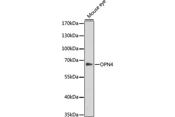 OPN4 Antikörper  (AA 365-489)