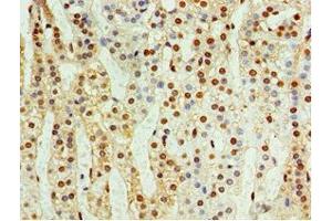 Immunohistochemistry of paraffin-embedded human adrenal gland tissue using ABIN7148846 at dilution of 1:100 (CDK1 Antikörper  (AA 1-283))