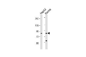 Lane 1: HepG2, Lane 2: Ramos lysate at 20 µg per lane, probed with bsm-51153M HGF (489CT6. (HGF Antikörper)