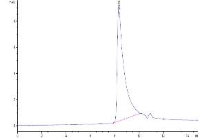 The purity of Biotinylated Human MCP-1 is greater than 95 % as determined by SEC-HPLC. (CCL2 Protein (His-Avi Tag,Biotin))