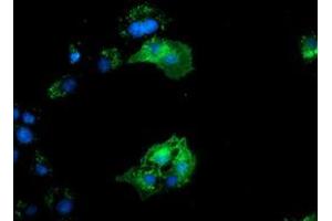 Immunofluorescence (IF) image for anti-Bridging Integrator 3 (BIN3) antibody (ABIN1496924) (BIN3 Antikörper)