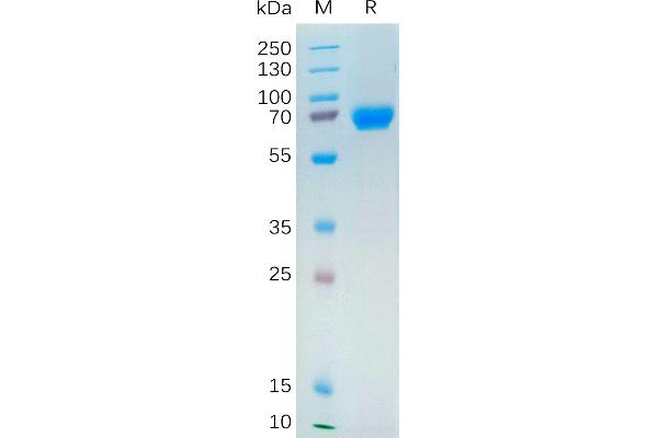 Neuregulin 1 Protein (NRG1) (AA 20-242) (Fc Tag)