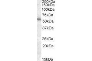 ABIN2564799 (1µg/ml) staining of Human Adipose lysate (35µg protein in RIPA buffer). (PTGER3 Antikörper  (C-Term))