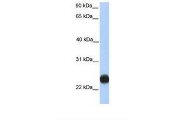 TMEM123 Antikörper  (C-Term)