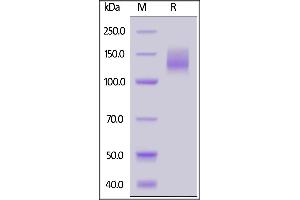Biotinylated Human CA125 (13), Fc,Avitag on  under reducing (R) condition. (MUC16 Protein (AA 13810-14451) (Fc Tag,AVI tag,Biotin))