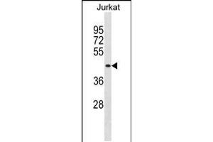 Western blot analysis in Jurkat cell line lysates (35ug/lane). (MBNL1 Antikörper  (C-Term))