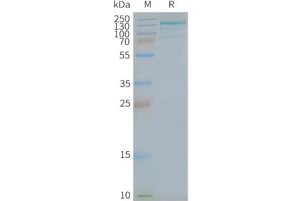 TLR7 Protein