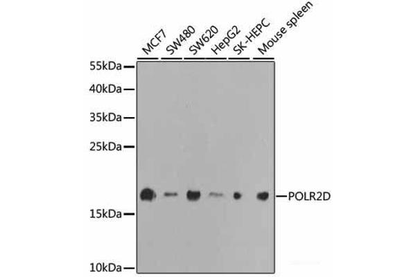 POLR2D Antikörper
