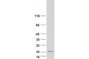 Validation with Western Blot (REG3g Protein (Transcript Variant 1) (Myc-DYKDDDDK Tag))