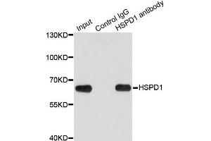 Immunoprecipitation analysis of 200 μg extracts of HeLa cells using 1 μg HSPD1 antibody (ABIN5970357). (HSPD1 Antikörper)