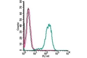 Cell surface detection of Frizzled-1 by indirect flow cytometry in live intact human THP-1 monocytic leukemia cells: (black line) Cells. (FZD1 Antikörper  (Extracellular, N-Term))