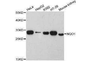 Western blot analysis of extracts of various cell lines, using NQO1 antibody. (NQO1 Antikörper  (AA 1-274))