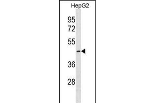 CTNS Antikörper  (C-Term)