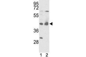 Western blot analysis of IDH antibody and mouse liver tissue and 293 lysate. (IDH1 Antikörper  (AA 63-90))