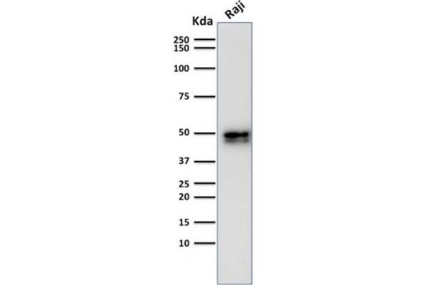 Rekombinanter CD79a Antikörper  (AA 202-216)