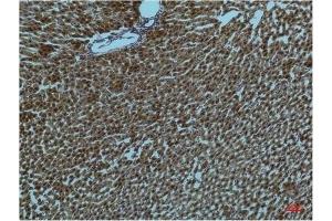 Immunohistochemical analysis of paraffin-embedded Rat Liver Tissue using PI3 Kinase P85 α Mouse mAb diluted at 1:200. (PIK3R1 Antikörper)