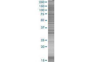 JAZF1 transfected lysate. (tcag7.981 293T Cell Transient Overexpression Lysate(Denatured))