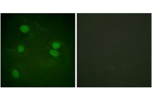 Immunofluorescence (IF) image for anti-Histone 3 (H3) (AA 16-65) antibody (ABIN2890740) (Histone 3 Antikörper  (AA 16-65))