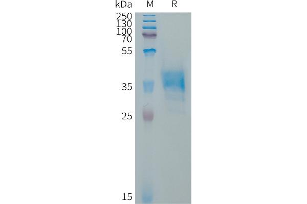 GPR65 Protein (AA 1-15) (Fc Tag)