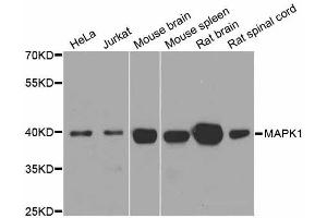 Western blot analysis of extracts of various cell lines, using ERK1/2 antibody. (ERK2 Antikörper  (N-Term))