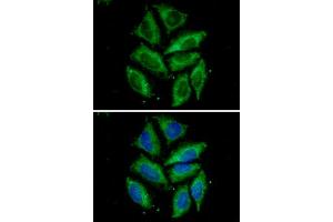 ICC/IF analysis of Tomm20 in HeLa cells. (TOMM20 Antikörper)