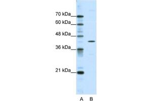 Western Blotting (WB) image for anti-DOK2 (DOK2) antibody (ABIN2463714) (DOK2 Antikörper)