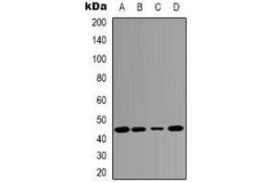 Western blot analysis of c-Jun expression in MCF7 (A), Hela (B), mouse kidney (C), rat heart (D) whole cell lysates. (C-JUN Antikörper)
