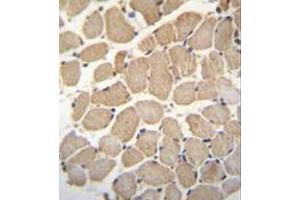 Immunohistochemistry analysis in formalin fixed and paraffin embedded human skeletal muscle reacted with GAS2L2 Antibody (C-term) followed by peroxidase conjugation of the secondary antibody and DAB staining. (GAS2L2 Antikörper  (C-Term))