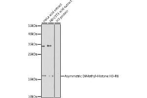 Western blot analysis of extracts of various cell lines, using Asymmetric DiMethyl-Histone H3-R8 antibody (ABIN3017485, ABIN3017486, ABIN3017487 and ABIN6220109) at 1:500 dilution. (Histone 3 Antikörper  (H3R8me2))