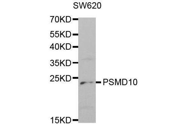 PSMD10 Antikörper  (AA 1-226)