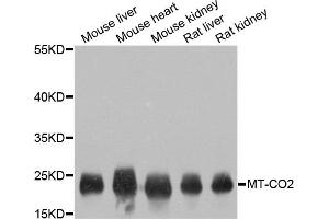 Western blot analysis of extracts of various cell lines, using MT-CO2 antibody (ABIN4903355) at 1:800 dilution. (COX2 Antikörper)