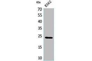 Western Blot analysis of K562 cells using CyPB Polyclonal Antibody. (PPIB Antikörper  (C-Term))
