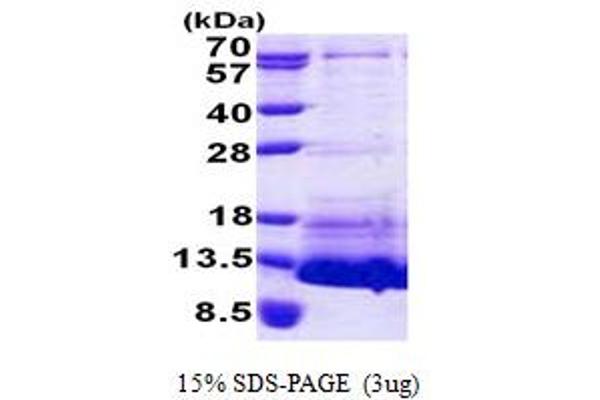 NPPC Protein (AA 24-126) (His tag)