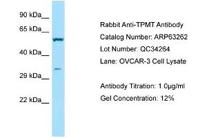 Western Blotting (WB) image for anti-Thiopurine S-Methyltransferase (TPMT) (C-Term) antibody (ABIN971920) (TPMT Antikörper  (C-Term))