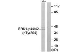 Western blot analysis of extracts from HeLa cells treated with EGF 200ng/ml 30', using p44/42 MAP Kinase (Phospho-Tyr204) Antibody. (ERK1/2 Antikörper  (pTyr204))