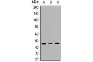 Western blot analysis of INI1 expression in HepG2 (A), Jurkat (B), K562 (C) whole cell lysates. (SMARCB1 Antikörper  (C-Term))