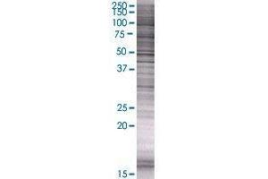 LYSMD2 transfected lysate. (LYSMD2 293T Cell Transient Overexpression Lysate(Denatured))