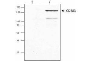 Western Blotting (WB) image for anti-Toll-Like Receptor 3 (TLR3) antibody (ABIN2664507) (TLR3 Antikörper)