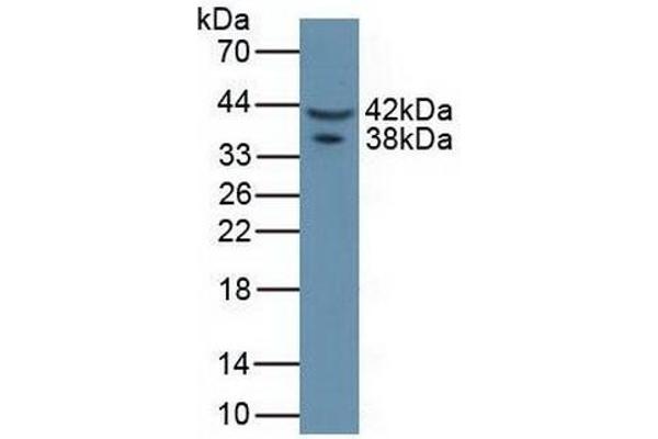Asporin Antikörper  (AA 16-373)