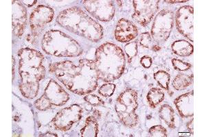 Paraformaldehyde-fixed, paraffin embedded human kidney tissue, Antigen retrieval by boiling in sodium citrate buffer(pH6) for 15min, Block endogenous peroxidase by 3% hydrogen peroxide for 30 minutes, Blocking buffer (normal goat serum) at 37°C for 20min, Antibody incubation with Rabbit Anti-Humanin Polyclonal Antibody, Unconjugated  at 1:500 overnight at 4°C, followed by a conjugated secondary and DAB staining (Humanin Antikörper  (AA 1-24))