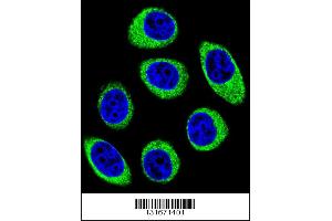 Confocal immunofluorescent analysis of PCDH1 Antibody with U-251MG cell followed by Alexa Fluor 488-conjugated goat anti-rabbit lgG (green). (Protocadherin 1 Antikörper  (N-Term))