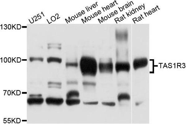 TAS1R3 Antikörper