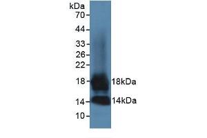 Western Blotting (WB) image for Chemokine (C-C Motif) Ligand 7 (CCL7) ELISA Kit (ABIN6574138)