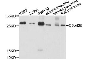 Western blot analysis of extracts of various cells, using C6orf25 antibody. (C6orf25 Antikörper)