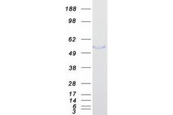 Fibulin 5 Protein (FBLN5) (Myc-DYKDDDDK Tag)