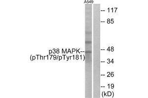 Western Blotting (WB) image for anti-Mitogen-Activated Protein Kinase 14 (MAPK14) (pThr180), (pTyr182) antibody (ABIN1847339) (MAPK14 Antikörper  (pThr180, pTyr182))